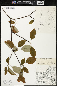 Cornus alternifolia image