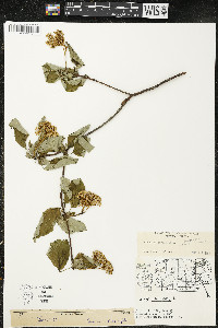 Cornus alternifolia image
