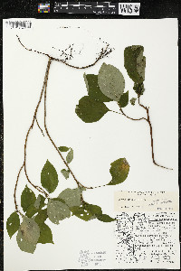 Cornus alternifolia image