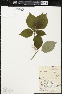 Cornus alternifolia image