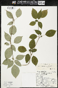 Cornus alternifolia image