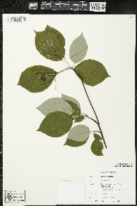 Cornus alternifolia image