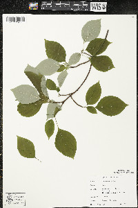 Cornus alternifolia image