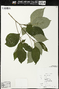 Cornus alternifolia image