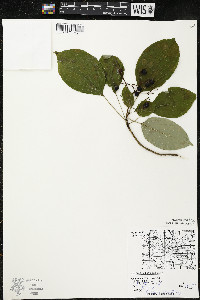 Cornus alternifolia image