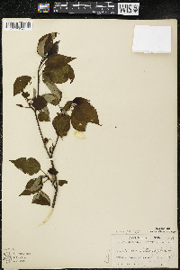 Cornus alternifolia image