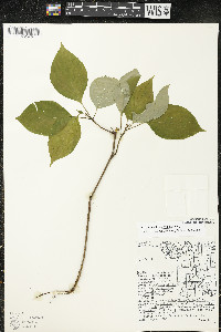 Cornus alternifolia image