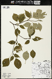 Cornus alternifolia image