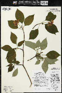 Cornus alternifolia image