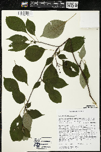 Cornus alternifolia image