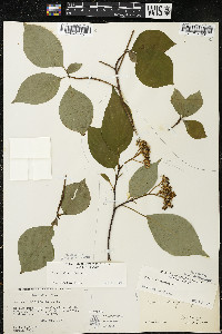 Cornus alternifolia image