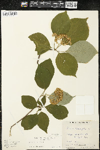 Cornus alternifolia image