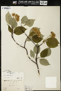 Cornus alternifolia image