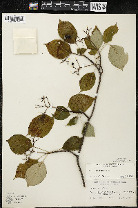 Cornus alternifolia image