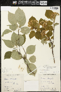 Cornus alternifolia image