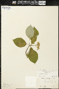Cornus alternifolia image