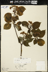 Cornus alternifolia image