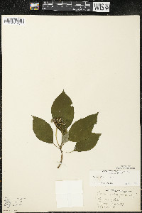 Cornus alternifolia image