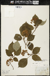 Cornus alternifolia image