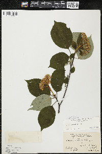 Cornus alternifolia image