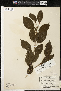 Cornus amomum var. schuetzeana image