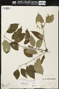 Cornus amomum var. schuetzeana image