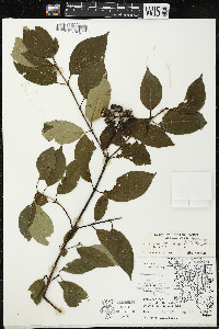 Cornus amomum var. schuetzeana image