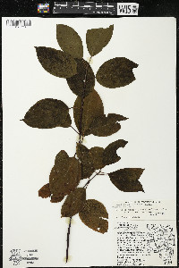 Cornus amomum var. schuetzeana image