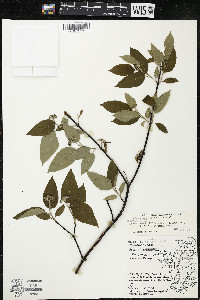 Cornus amomum var. schuetzeana image