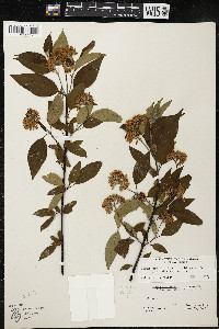 Cornus amomum var. schuetzeana image