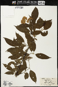 Cornus amomum var. schuetzeana image