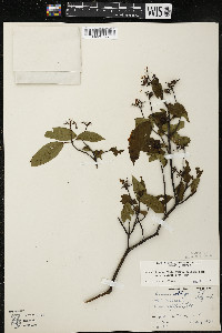 Cornus amomum var. schuetzeana image