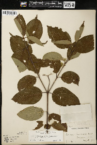 Cornus amomum var. schuetzeana image