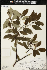 Cornus amomum var. schuetzeana image