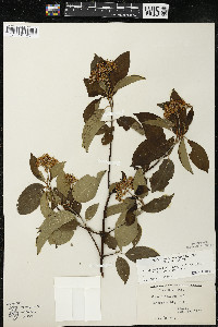 Cornus amomum var. schuetzeana image
