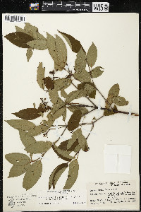 Cornus amomum var. schuetzeana image