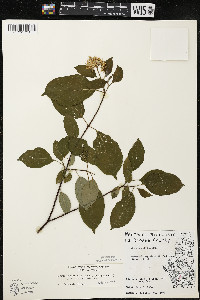 Cornus amomum var. schuetzeana image