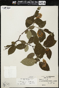 Cornus amomum var. schuetzeana image