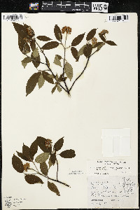 Cornus amomum var. schuetzeana image