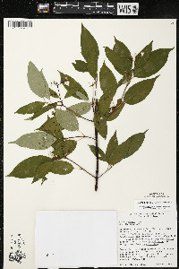 Cornus amomum var. schuetzeana image