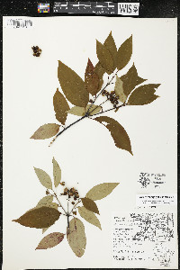 Cornus amomum var. schuetzeana image