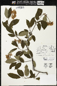 Cornus amomum var. schuetzeana image