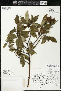 Cornus amomum var. schuetzeana image