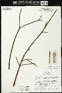 Cornus amomum var. schuetzeana image