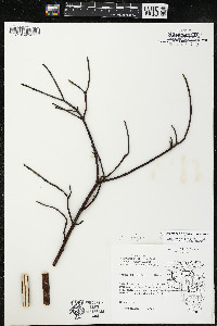 Cornus amomum var. schuetzeana image