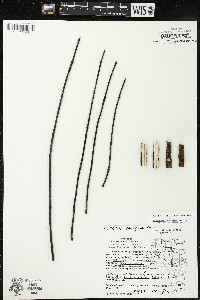 Cornus amomum var. schuetzeana image