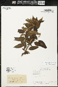 Cornus amomum var. schuetzeana image