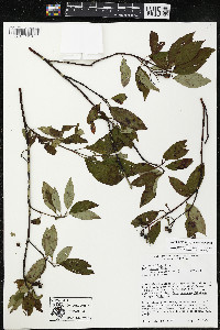 Cornus amomum var. schuetzeana image