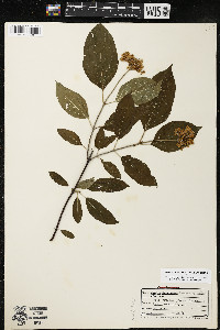 Cornus amomum var. schuetzeana image