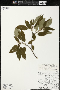 Cornus amomum var. schuetzeana image